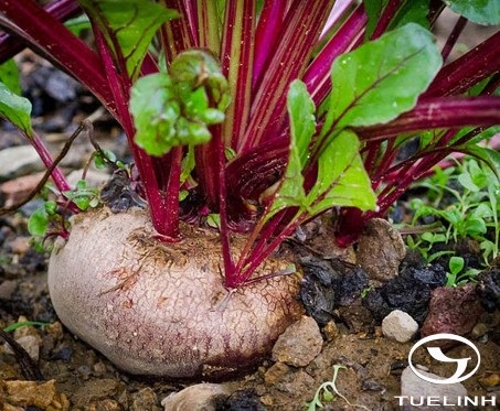 Cây Củ dền. Beta vulgaris L. - Cây Thuốc Nam Quanh Ta